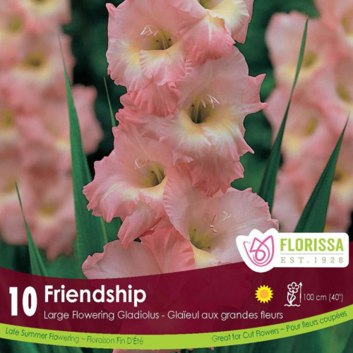 Bulbe de Glaïeuls 'Friendship Pink'