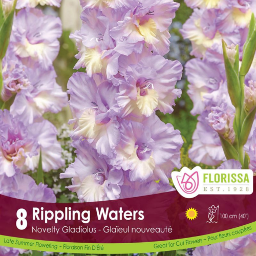 Bulbe de Glaïeuls 'Rippling Waters'