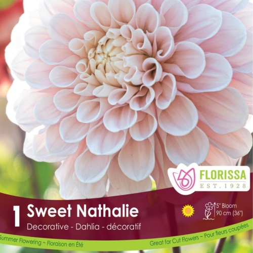 Bulbe de Dahlia 'Sweet Nathalie' premium