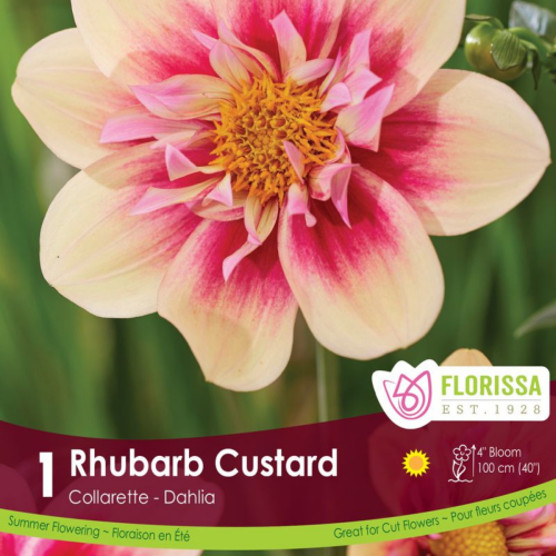 Bulbe de Dahlia 'Rubarb Custard'
