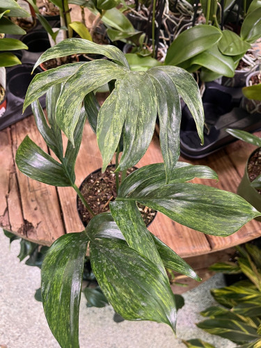 Rhaphidophora decursiva Variegata