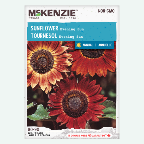 Tournesol 'Evening Sun' - Semences