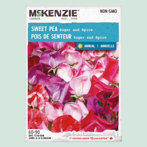 Pois de senteur 'Sugar and Spice' - Semences