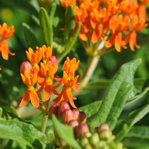 Asclépiades tubéreuses - Semences