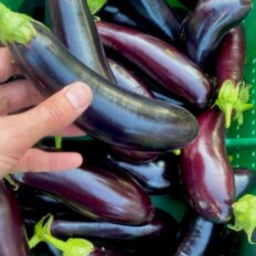 Aubergine 'Astrakom' - Semences BIO