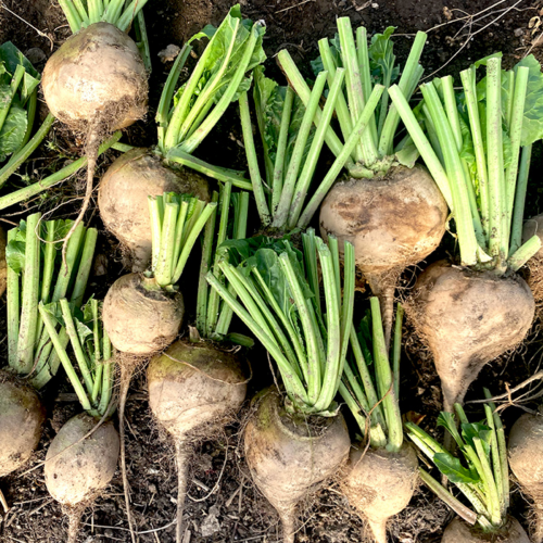 Betterave Alpina 'Vereduna' - Semences BIO