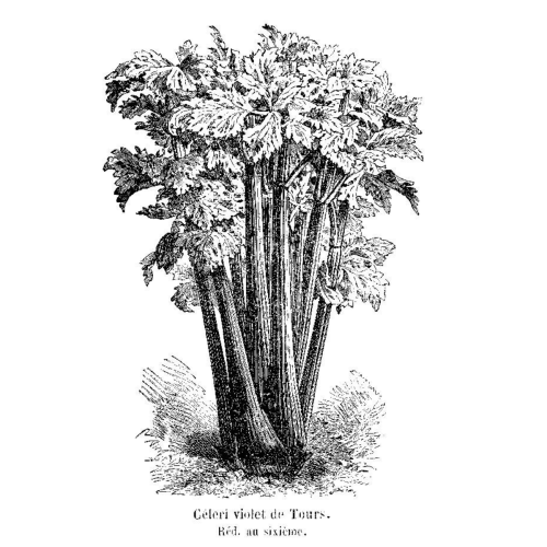 Céleri 'Violet de tours' Semences Bio