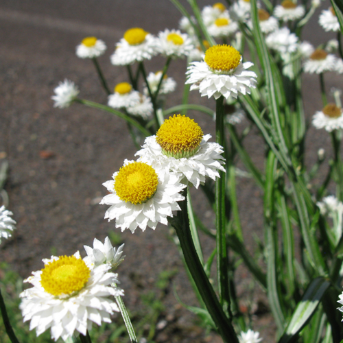 Immortelle Ailée - Semences Bio