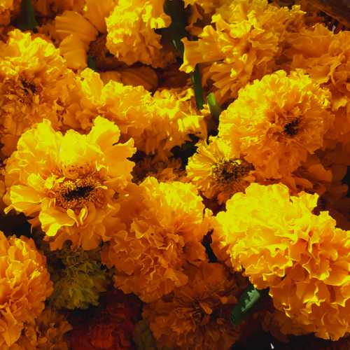 Oeillet d'inde 'Cracker Jack' - Semences Bio