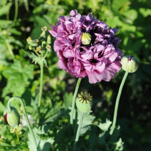 Pavot à fleurs de pivoines - Semences Bio
