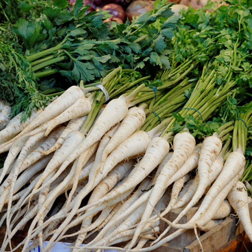 Persil Tubéreux gros hâtif - Semences Bio