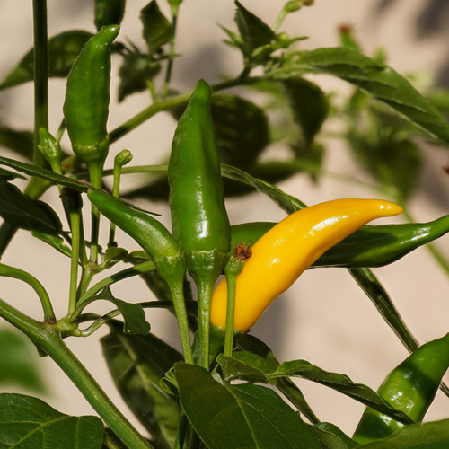 Piment 'Lemon drop' - Semences Bio