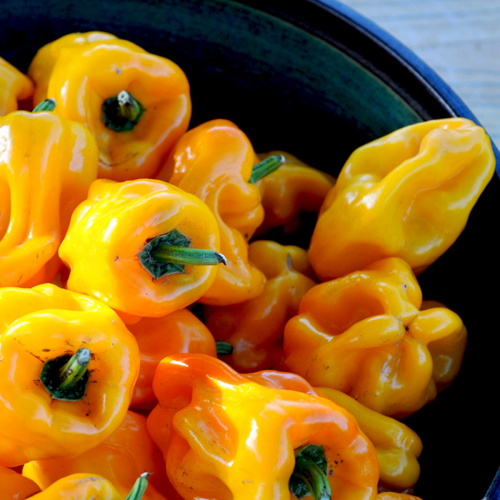 Poivron doux 'Petit Marseillais' - Semences Bio