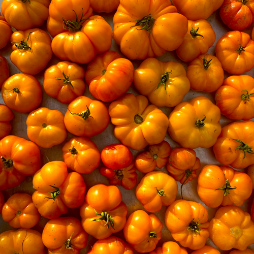 Tomate Afghan - Semences Bio