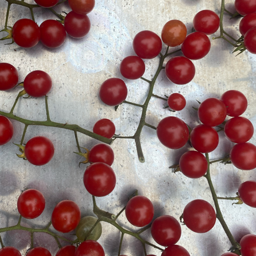 Tomate 'Matt's Wild Cherry' - Semences Bio