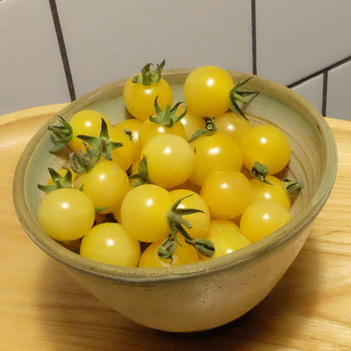 Tomate groseille 'White Currant' - Semences Bio