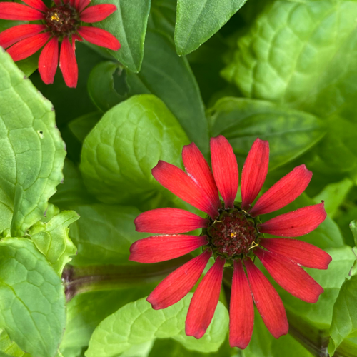 Zinnia du Pérou - Semences Bio