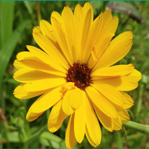 Calendula resina - Semences Bio