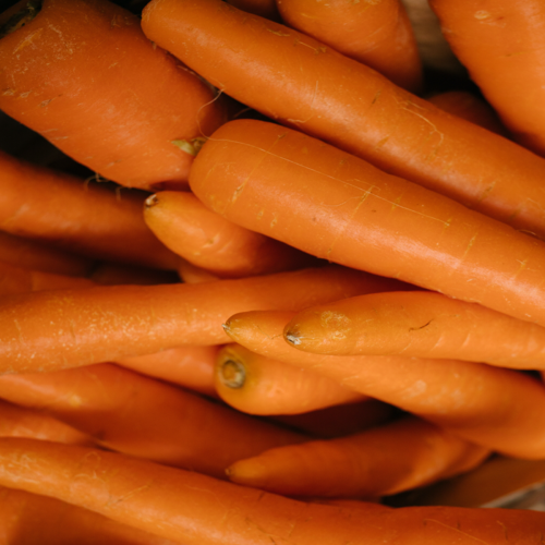 Carotte 'Bollin' - Semences Bio