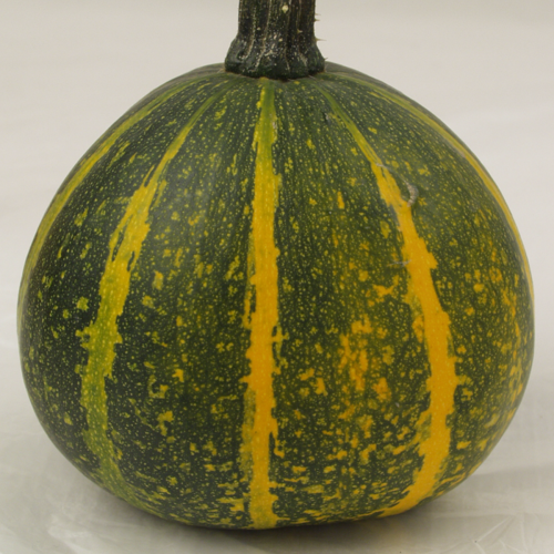 Citrouille 'Kakai' - Semences Bio