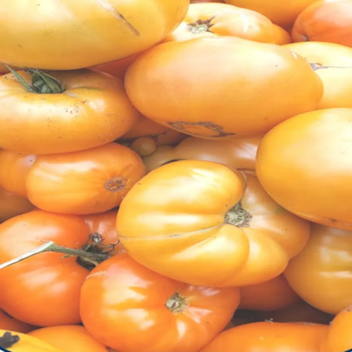 Tomate 'Oma's' orange - Semences Bio