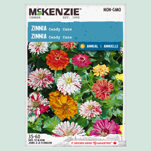 Zinnia 'Candy Cane' - Semences