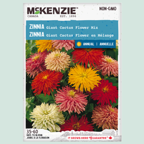 Zinnia 'Giant Cactus' mix - Semences