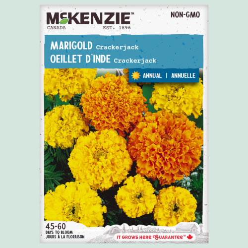 Souci 'Cracker Jack' - Semences