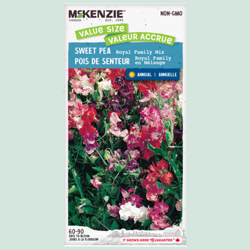 Pois de senteur 'Royal Family' mix Jumbo - Semences