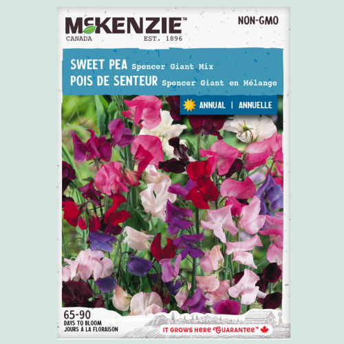 Pois de senteur 'Spencer Giant' Jumbo - Semences