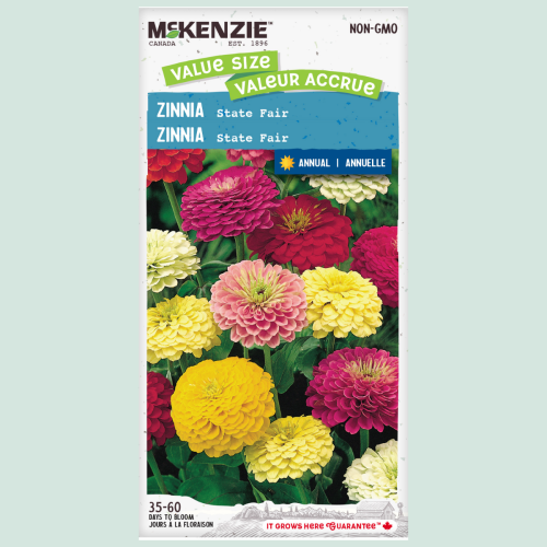 Zinnia 'Stafair' Jumbo - Semences