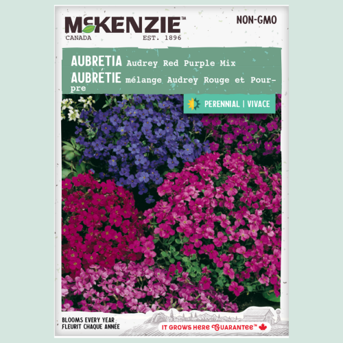 Aubretia 'Audrey rouge et pourpre' - Semences