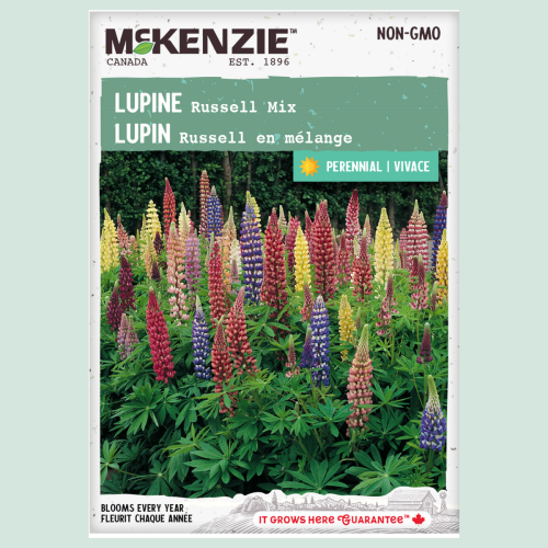 Lupin Russel en mélange - Semences