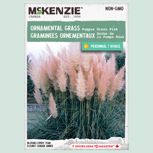 Herbe de la Pampa Rose - Semences