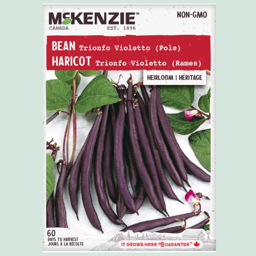 Haricot 'Trionfo Violet' - Semences