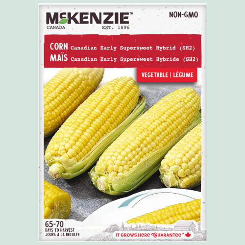 Maïs canadien 'Hatif Sucré' - Semences