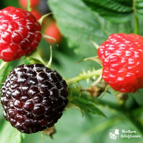 Rubus occidentalis - Millefeuilles