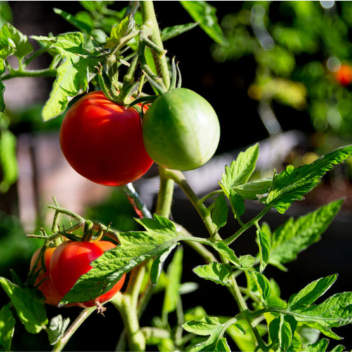 Tomate 'Rose Berne' - Semences