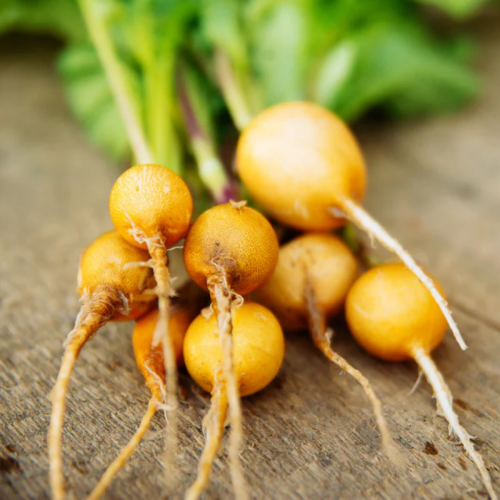 Radis 'D'Horus cut Leaf' - Semences