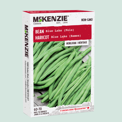 Haricot 'Blue Lake' - Semences