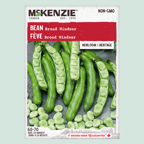 Fèves 'Broad Windsor' - Semences