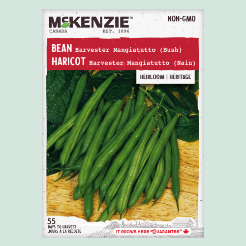 Haricot 'Harvester' - Semences