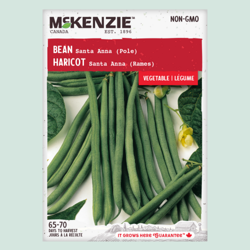 Haricot 'Santa Anna' - Semences