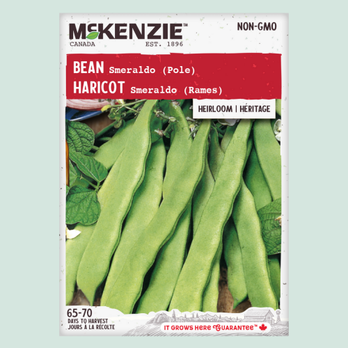 Haricot 'Smeraldo' - Semences