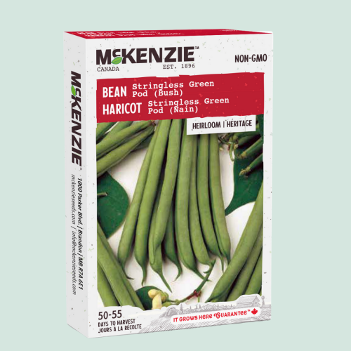Haricot 'Stringless Green Pod' - Semences