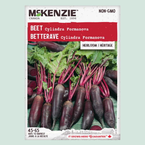 Betterave 'Cylindra Formanova' - Semences