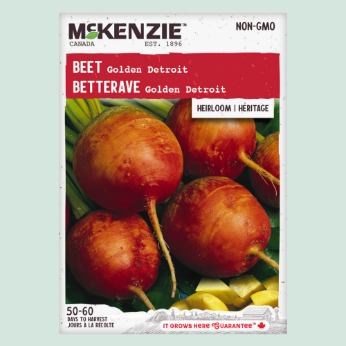 Betterave 'Golden Detroit' - Semences