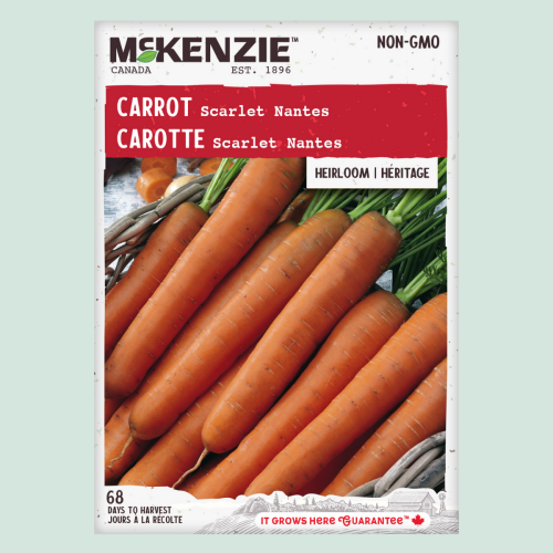 Carotte 'Scarlet' - Semences