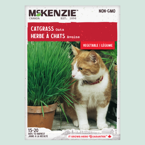 Herbe à Chats - Semences