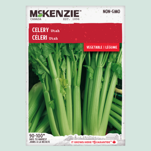 Céleri 'Utah' - Semences